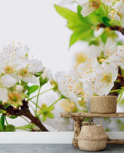 Hvit plomme Blossom Branch Bakgrunn Hvit plomme Blossom Branch Bakgrunn