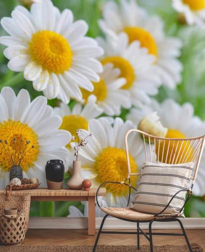 Daisy Close Up Wallpaper