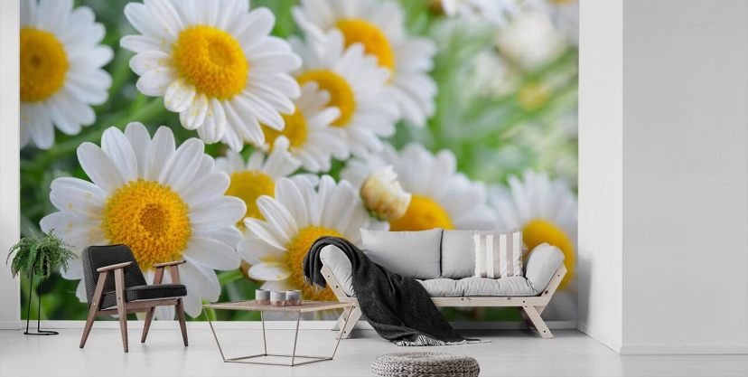Daisy Wallpaper Free HD Daisy Aesthetic Wallpapers