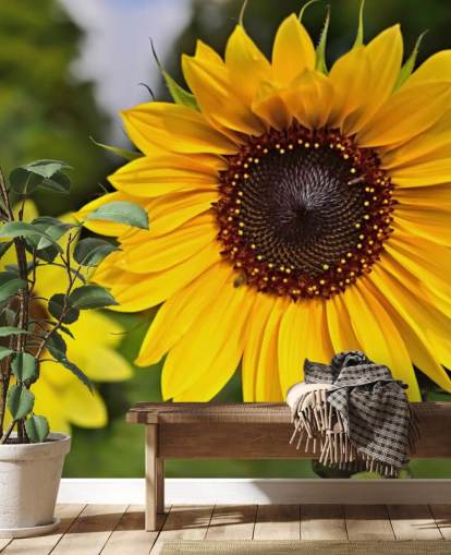 Sunflower Friends Wall Mural