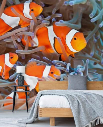 Orange and White Clown Fish in Coral