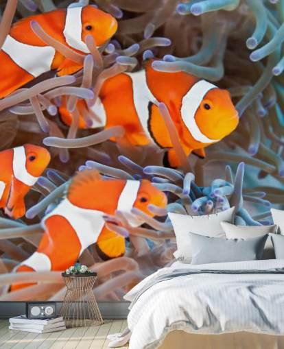 Orange and White Clown Fish in Coral