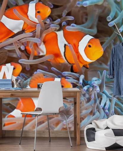 Orange og hvid klovn fisk i koral