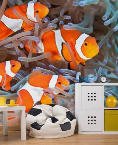 Orange and White Clown Fish in Coral Orange and White Clown Fish in Coral