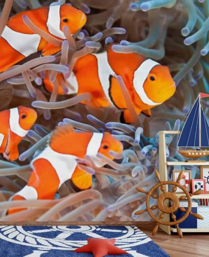 Orange and White Clown Fish in Coral Orange and White Clown Fish in Coral