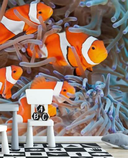 Orange und weißer Clownfisch in Koralle