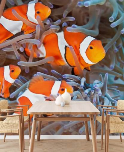 Orange and White Clown Fish in Coral Orange and White Clown Fish in Coral