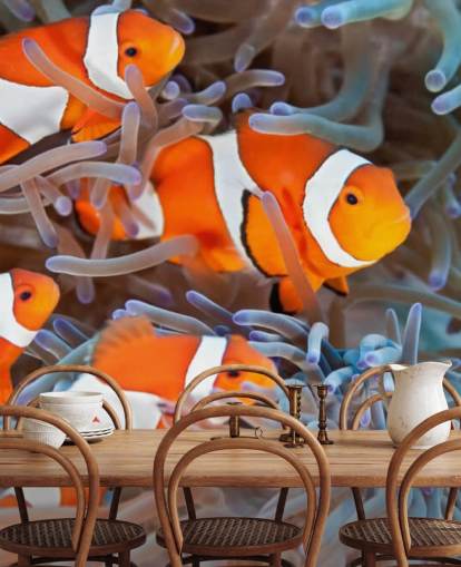 Orange and White Clown Fish in Coral