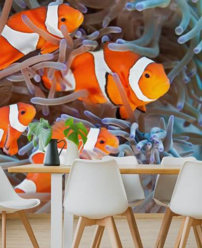 Orange and White Clown Fish in Coral