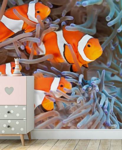 Orange and White Clown Fish in Coral Orange and White Clown Fish in Coral
