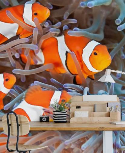 Orange and White Clown Fish in Coral