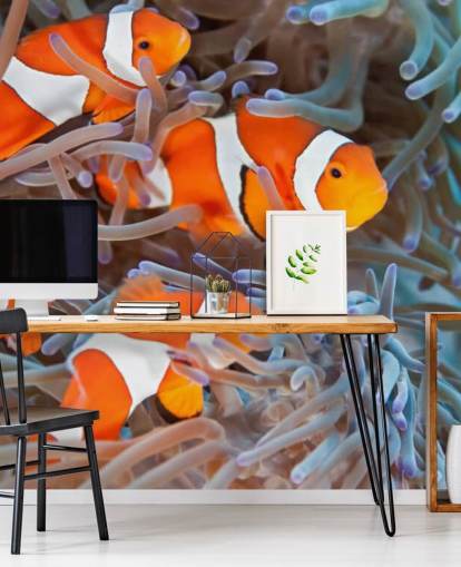 Peixe-palhaço laranja e branco em coral