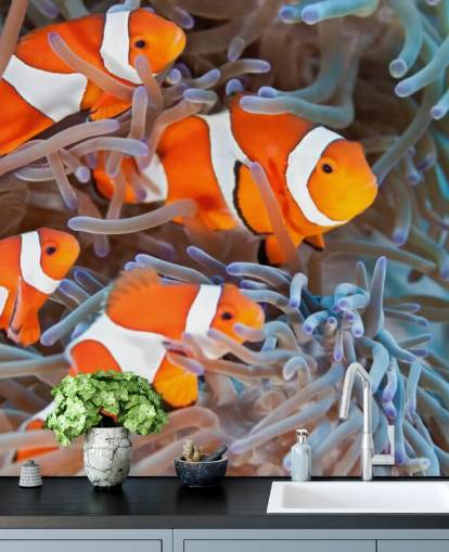 Poisson-clown orange et blanc en corail Poisson-clown orange et blanc en corail