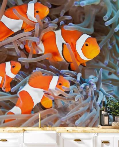 Peixe-palhaço laranja e branco em coral