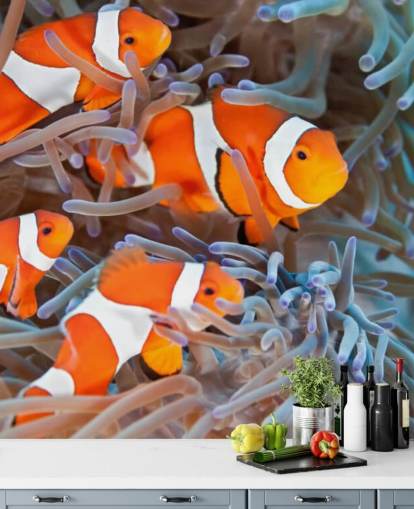 Pez payaso naranja y blanco en coral Pez payaso naranja y blanco en coral