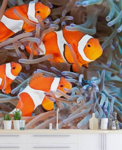 Orange and White Clown Fish in Coral