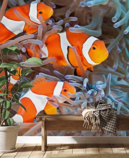 Orange and White Clown Fish in Coral
