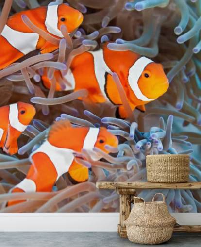 Pez payaso naranja y blanco en coral