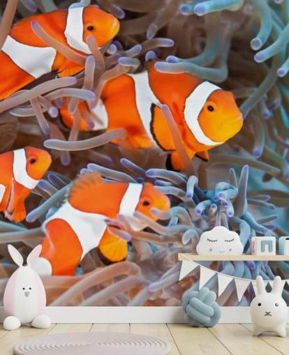 Pez payaso naranja y blanco en coral