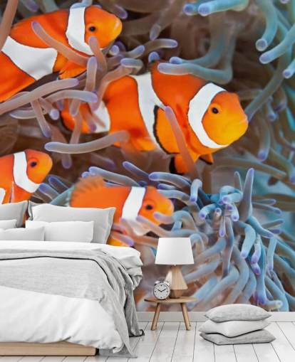 Pez payaso naranja y blanco en coral