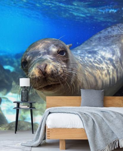Nosey Sea Lion Behang Nosey Sea Lion Behang