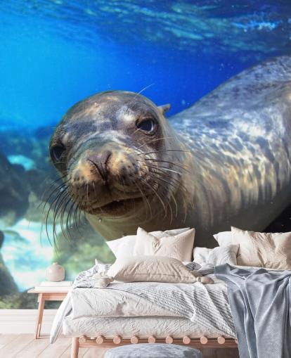 Nosey Sea Lion Taustakuva