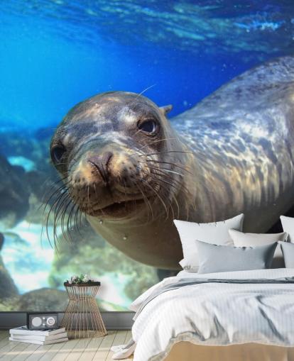 Nosey Sea Lion fondo de pantalla