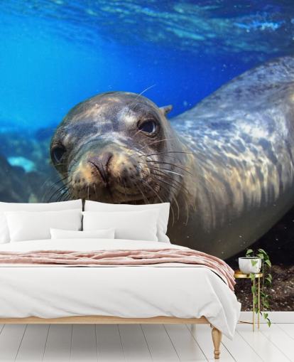 Nosey Sea Lion Wallpaper