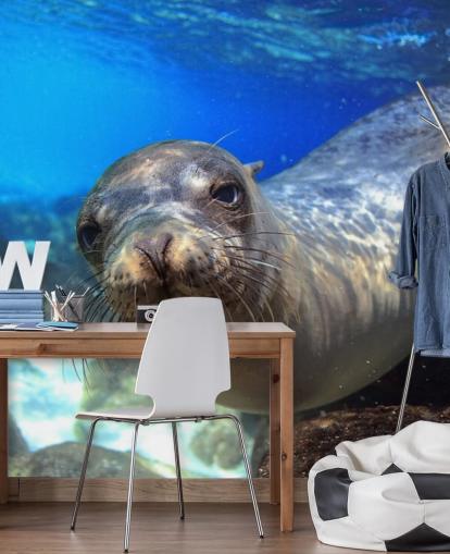 Nosey Sea Lion Hintergrundbild Nosey Sea Lion Hintergrundbild