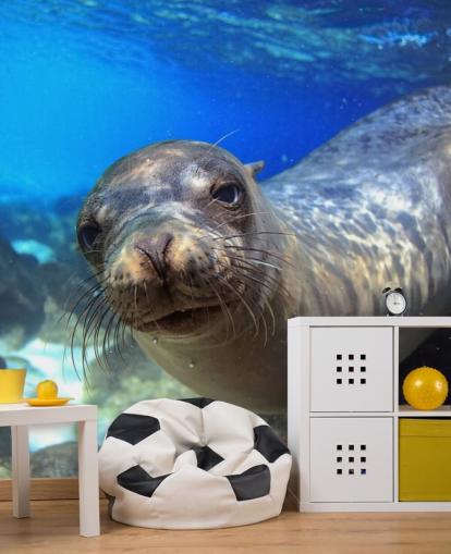 Papier Peint Nosey Sea Lion Papier Peint Nosey Sea Lion