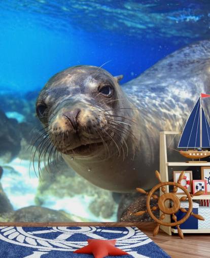 Nosey Sea Lion Wallpaper