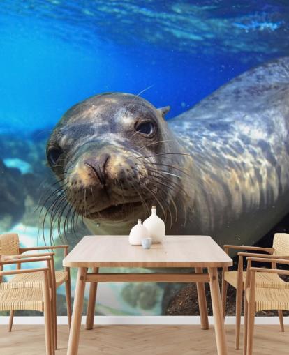 Nosey Sea Lion fondo de pantalla Nosey Sea Lion fondo de pantalla