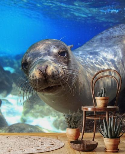 Papel de Parede Nosey Sea Lion Papel de Parede Nosey Sea Lion