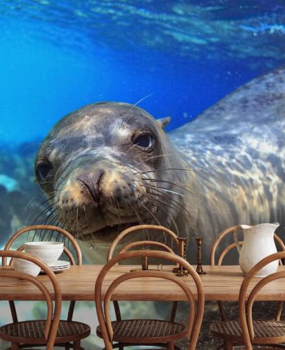 Nosey Sea Lion Wallpaper