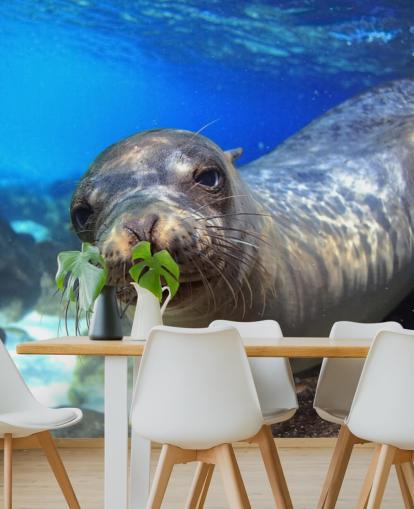 Nosey Sea Lion fondo de pantalla