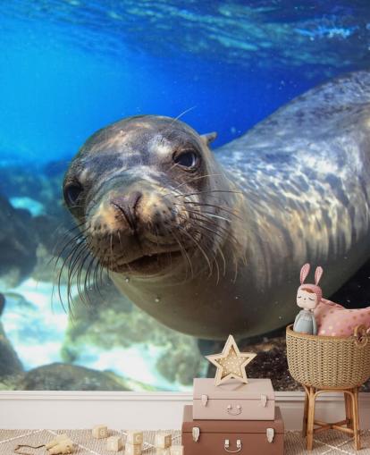 Nosey Sea Lion Wallpaper Nosey Sea Lion Wallpaper