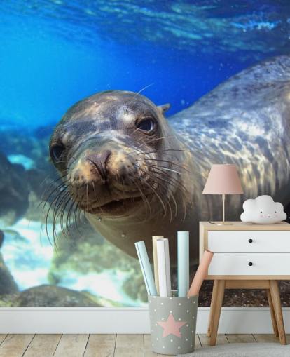 Nosey Sea Lion Wallpaper Nosey Sea Lion Wallpaper