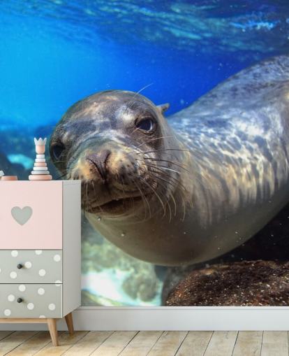 Nosey Sea Lion Wallpaper