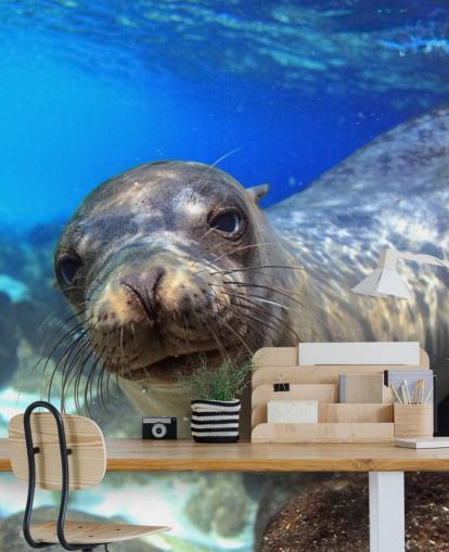 Nosey Sea Lion Bakgrund