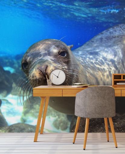 Nosey Sea Lion fondo de pantalla