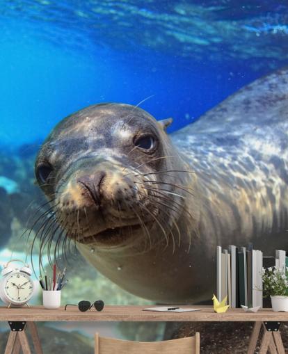 Nosey Sea Lion Wallpaper Nosey Sea Lion Wallpaper