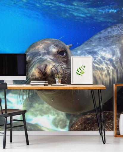 Nosey Sea Lion Wallpaper Nosey Sea Lion Wallpaper