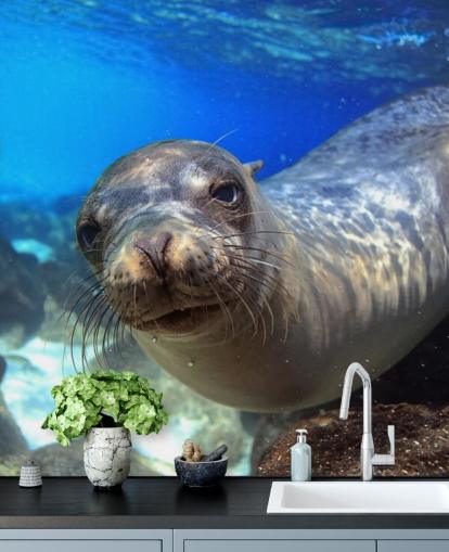 Papier Peint Nosey Sea Lion Papier Peint Nosey Sea Lion
