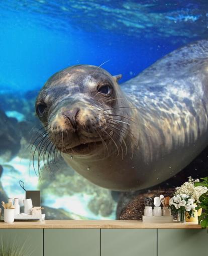 Nosey Sea Lion Hintergrundbild Nosey Sea Lion Hintergrundbild