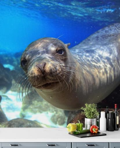 Nosey Sea Lion Wallpaper