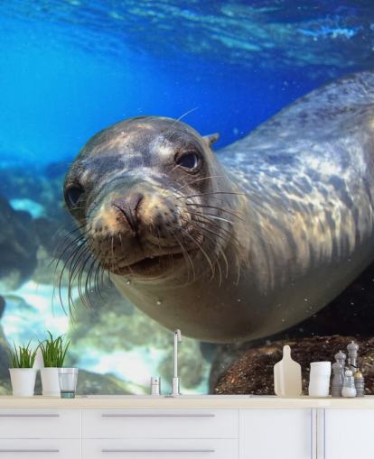 Nosey Sea Lion Hintergrundbild