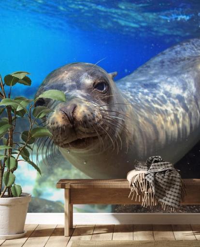 Nosey Sea Lion fondo de pantalla