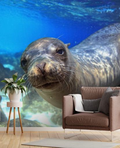 Nosey Sea Lion fondo de pantalla