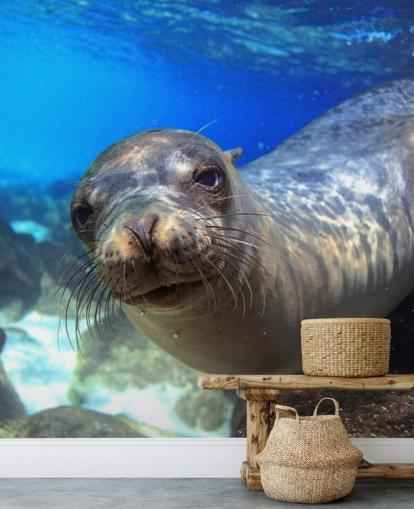 Nosey Sea Lion Wallpaper