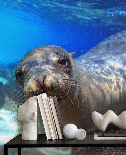 Nosey Sea Lion Wallpaper